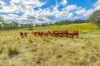481 Glastonbury Creek Road, Upper Glastonbury, Qld 4570-Image