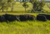 485 One Tree Hill Lane, Maryvale, NSW 2820-Image