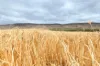 486 Lower Marshes Road, Jericho, Tas 7030-Image