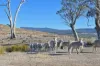 486 Lower Marshes Road, Jericho, Tas 7030-Image