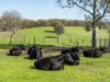 492 Delmore Road, Wattle Hill, Tas 7172-Image