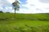 495 Upper Stratheden Road, Kyogle, NSW 2474-Image