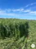 501-539 Hiddenvale Road, Calvert, Qld 4340-Image
