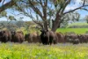 5033 Horrocks Highway, Rhynie, SA 5412-Image