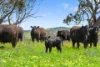 5033 Horrocks Highway, Rhynie, SA 5412-Image