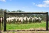 5033 Horrocks Highway, Rhynie, SA 5412-Image