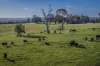 51 Normanhurst Lane, Boorowa, NSW 2586-Image