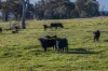 51 Normanhurst Lane, Boorowa, NSW 2586-Image