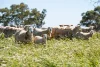 510 Munyaplah Settlement Road, Alma Park, NSW 2659-Image