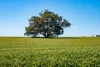 510 Munyaplah Settlement Road, Alma Park, NSW 2659-Image
