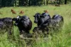 55 Jerry Creek Road, Langshaw QLD 4570-Image