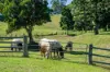 55 Jerry Creek Road, Langshaw QLD 4570-Image