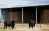 553 New Grenfell Road, Forbes, NSW 2871-Image