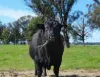 553 New Grenfell Road, Forbes, NSW 2871-Image