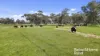 555 Mail Bridge Road, Reedy Creek, SA 5275-Image