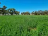 555 Mail Bridge Road, Reedy Creek, SA 5275-Image