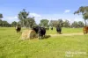 555 Mail Bridge Road, Reedy Creek, SA 5275-Image