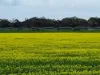 556 Mail Bridge Road, Reedy Creek, SA 5275-Image