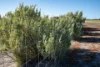 5566 Tieline Road, Gnowangerup WA 6335-Image