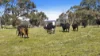 56 Kingsway Road, Kuitpo, SA 5201-Image