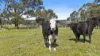56 Kingsway Road, Kuitpo, SA 5201-Image
