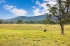 561, Kimbriki NSW 2429-Image