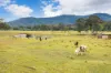 561, Kimbriki NSW 2429-Image