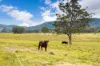 561, Kimbriki NSW 2429-Image