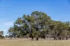 576 Lochaber North Road, Lochaber, SA 5271-Image