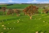 594 Dog Trap Road, Yass, NSW 2582-Image