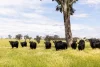594 Dog Trap Road, Yass, NSW 2582-Image