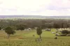 597 Fishers Lane Bendick Murrell via, Young, NSW 2594-Image
