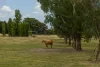 60 Beechworth Road, Mudgee, NSW 2850-Image