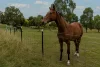 60 Beechworth Road, Mudgee, NSW 2850-Image