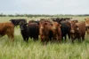 602 McCabe Road, Wanbi, SA 5310