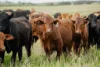 602 McCabe Road, Wanbi, SA 5310-Image