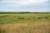 602 McCabe Road, Wanbi, SA 5310-Image