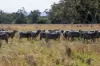 606 Sutherland Road, Koorawatha, NSW 2807-Image