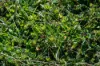 606 Sutherland Road, Koorawatha, NSW 2807-Image