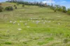 61 Euston Road, Glastonbury, Qld 4570-Image