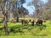 61 Guymers Road, Homewood, Vic 3717-Image