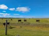 614 Nullabooma Road, Wakool, NSW 2710-Image