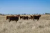 6210 Carnarvon Highway, Thallon, Qld 4497-Image