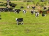 633 Mewburn Park Road, Maffra, Vic 3860-Image