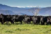641 Maragle Creek Road, Tooma, NSW 2642