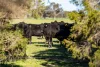 65 Lee Valley Road, Collendina, NSW 2646-Image