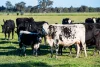 65 Lee Valley Road, Collendina, NSW 2646-Image