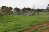 696 Back Trundle Road, Parkes, NSW 2870-Image