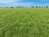 697 Tallarook Road, Cowra, NSW 2794-Image