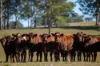 700 Oaklands Road Yarrowitch Valley Via, Walcha, NSW 2354-Image